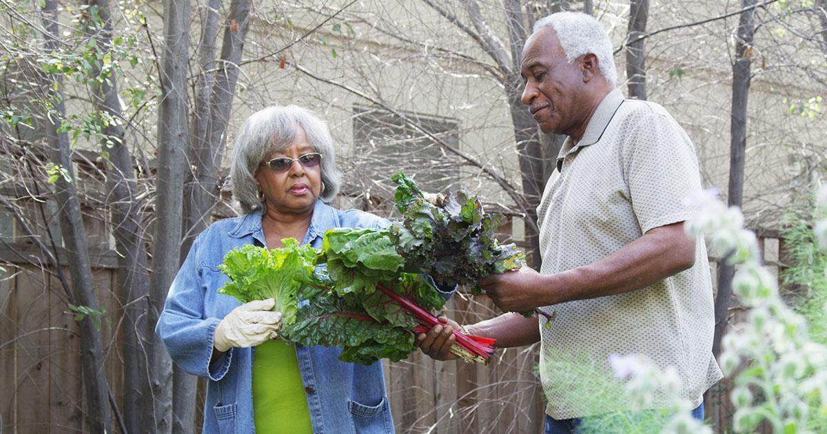 Decorative. A retired couple harvest late winter vegetables from their backyard garden during early spring.